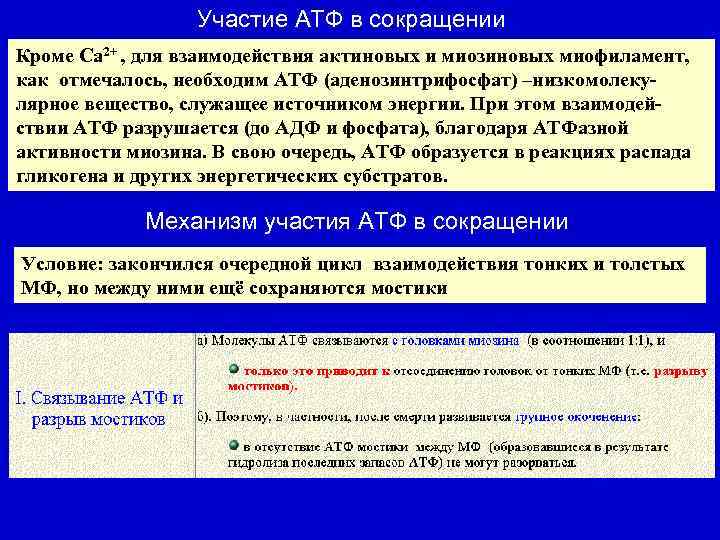 Участие АТФ в сокращении Кроме Са 2+ , для взаимодействия актиновых и миозиновых миофиламент,