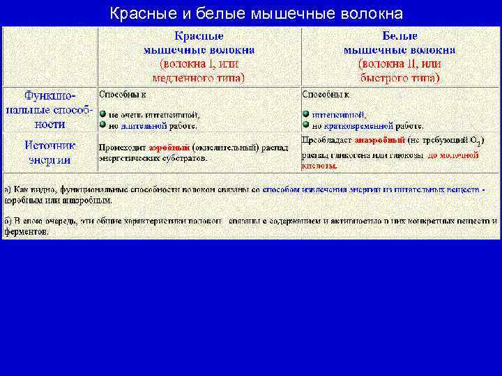 Красные и белые мышечные волокна 