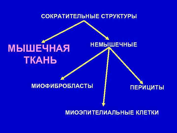 СОКРАТИТЕЛЬНЫЕ СТРУКТУРЫ МЫШЕЧНАЯ ТКАНЬ НЕМЫШЕЧНЫЕ МИОФИБРОБЛАСТЫ ПЕРИЦИТЫ МИОЭПИТЕЛИАЛЬНЫЕ КЛЕТКИ 