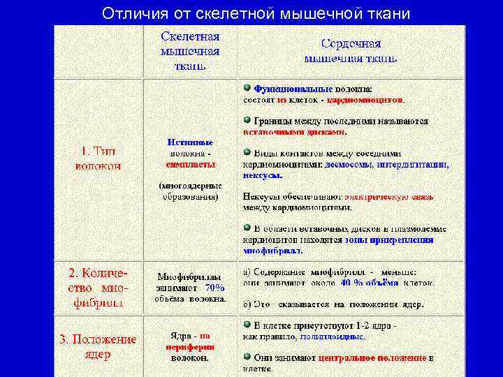 Отличия от скелетной мышечной ткани 