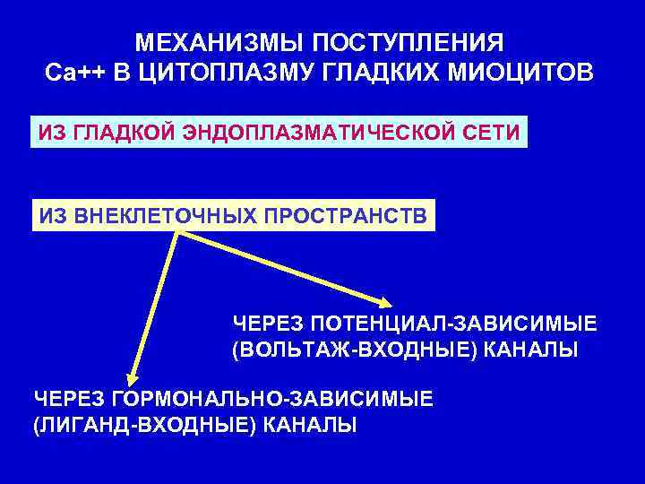 МЕХАНИЗМЫ ПОСТУПЛЕНИЯ Са++ В ЦИТОПЛАЗМУ ГЛАДКИХ МИОЦИТОВ ИЗ ГЛАДКОЙ ЭНДОПЛАЗМАТИЧЕСКОЙ СЕТИ ИЗ ВНЕКЛЕТОЧНЫХ ПРОСТРАНСТВ