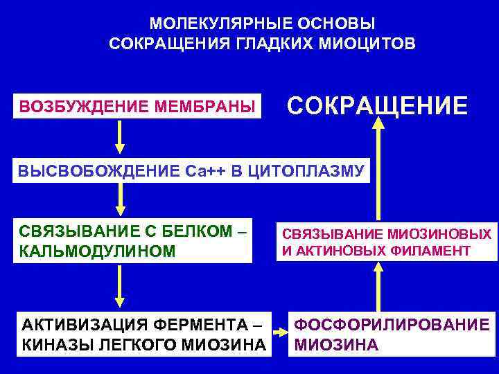 МОЛЕКУЛЯРНЫЕ ОСНОВЫ СОКРАЩЕНИЯ ГЛАДКИХ МИОЦИТОВ ВОЗБУЖДЕНИЕ МЕМБРАНЫ СОКРАЩЕНИЕ ВЫСВОБОЖДЕНИЕ Са++ В ЦИТОПЛАЗМУ СВЯЗЫВАНИЕ С