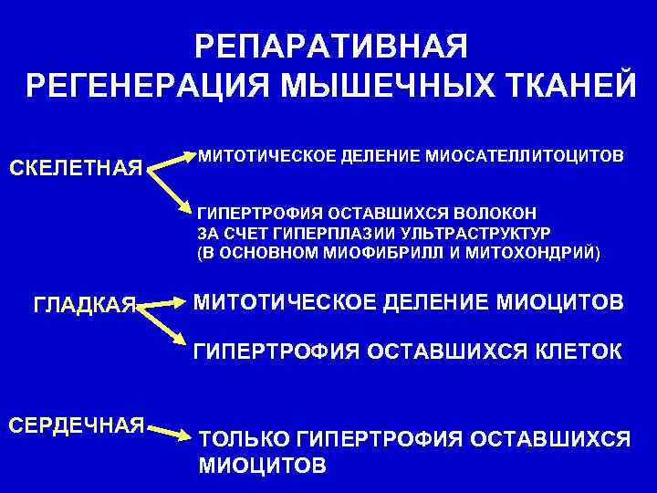 РЕПАРАТИВНАЯ РЕГЕНЕРАЦИЯ МЫШЕЧНЫХ ТКАНЕЙ СКЕЛЕТНАЯ МИТОТИЧЕСКОЕ ДЕЛЕНИЕ МИОСАТЕЛЛИТОЦИТОВ ГИПЕРТРОФИЯ ОСТАВШИХСЯ ВОЛОКОН ЗА СЧЕТ ГИПЕРПЛАЗИИ
