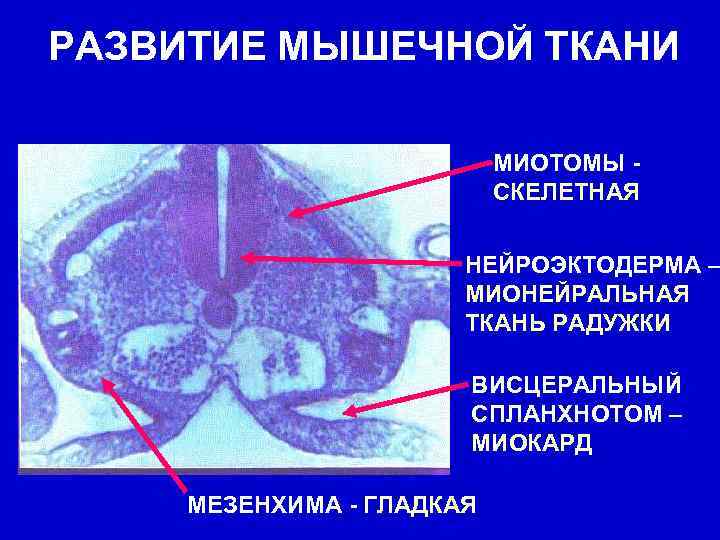 РАЗВИТИЕ МЫШЕЧНОЙ ТКАНИ МИОТОМЫ СКЕЛЕТНАЯ НЕЙРОЭКТОДЕРМА – МИОНЕЙРАЛЬНАЯ ТКАНЬ РАДУЖКИ ВИСЦЕРАЛЬНЫЙ СПЛАНХНОТОМ – МИОКАРД