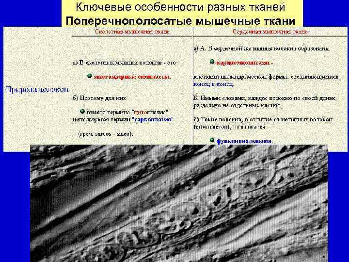 Ключевые особенности разных тканей Поперечнополосатые мышечные ткани 