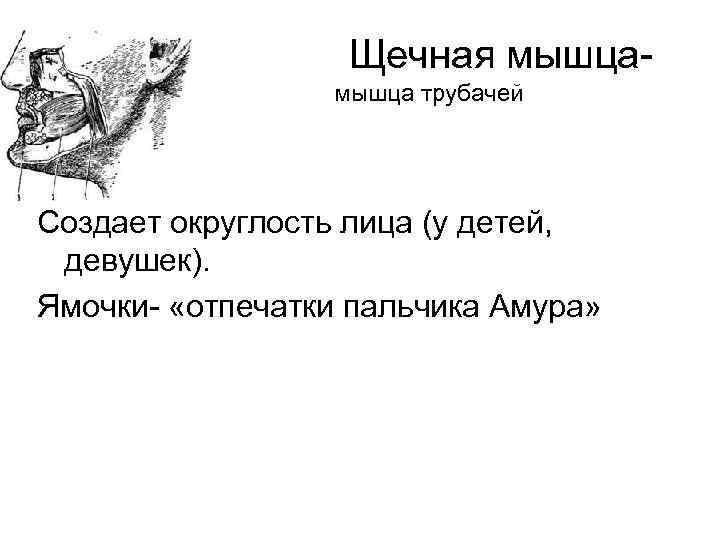Щечная мышца трубачей Создает округлость лица (у детей, девушек). Ямочки- «отпечатки пальчика Амура» 