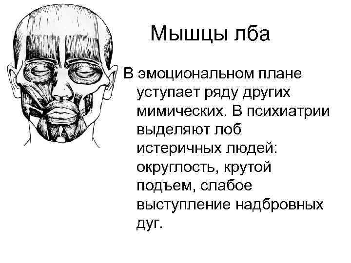 Мышцы лба В эмоциональном плане уступает ряду других мимических. В психиатрии выделяют лоб истеричных