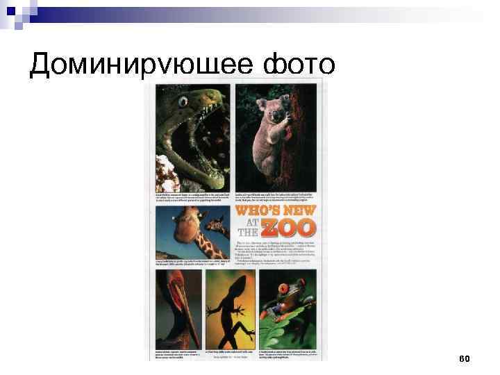 Доминирующее фото 60 