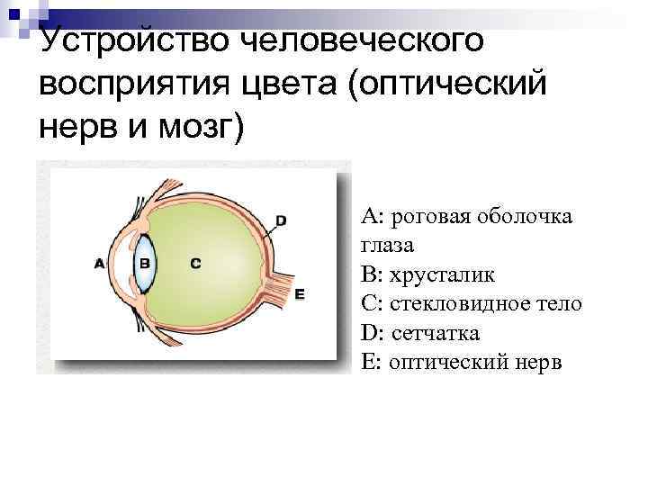 Устройство человеческого восприятия цвета (оптический нерв и мозг) A: роговая оболочка глаза B: хрусталик