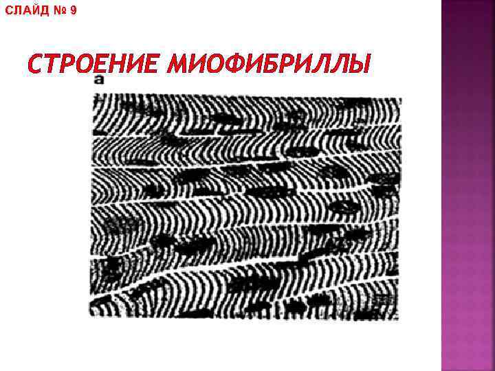 СЛАЙД № 9 СТРОЕНИЕ МИОФИБРИЛЛЫ 
