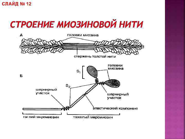 СЛАЙД № 12 СТРОЕНИЕ МИОЗИНОВОЙ НИТИ 