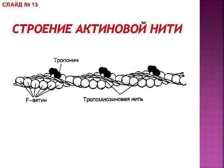 СЛАЙД № 13 СТРОЕНИЕ АКТИНОВОЙ НИТИ 