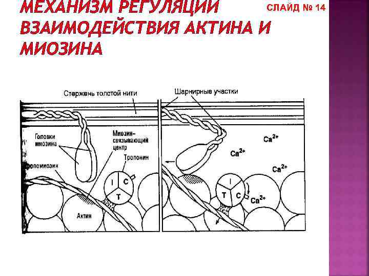 СЛАЙД № 14 МЕХАНИЗМ РЕГУЛЯЦИИ ВЗАИМОДЕЙСТВИЯ АКТИНА И МИОЗИНА 