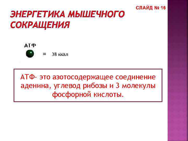 ЭНЕРГЕТИКА МЫШЕЧНОГО СОКРАЩЕНИЯ = СЛАЙД № 16 38 ккал АТФ- это азотосодержащее соединение аденина,