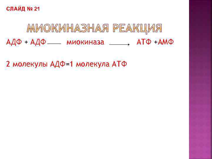СЛАЙД № 21 АДФ + АДФ миокиназа 2 молекулы АДФ=1 молекула АТФ +АМФ 