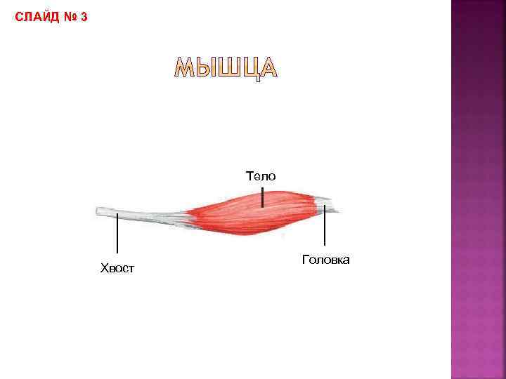 СЛАЙД № 3 Тело Хвост Головка 