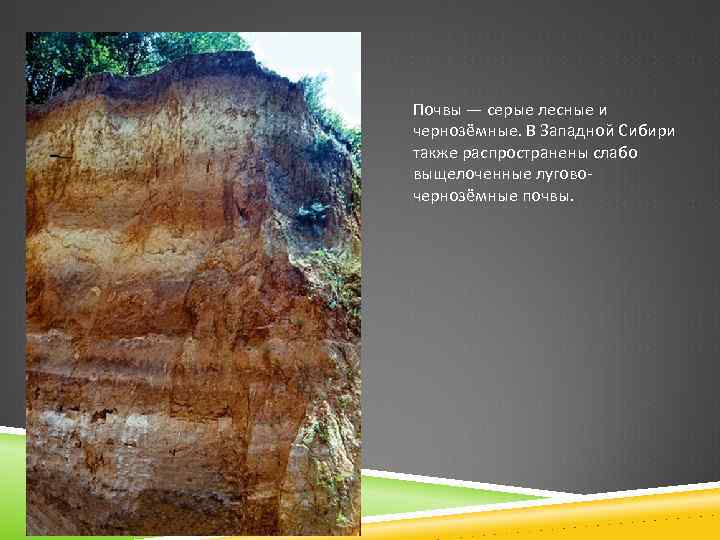 Почвы — серые лесные и чернозёмные. В Западной Сибири также распространены слабо выщелоченные луговочернозёмные