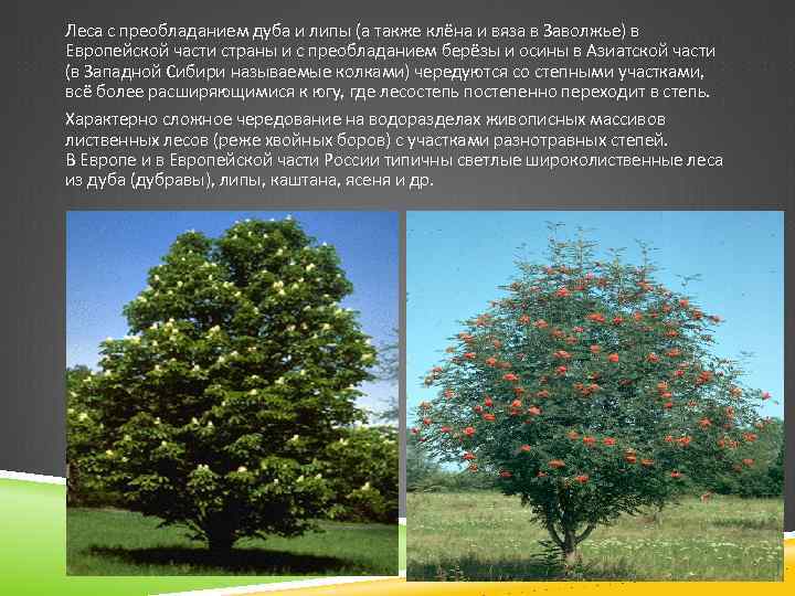 Леса с преобладанием дуба и липы (а также клёна и вяза в Заволжье) в