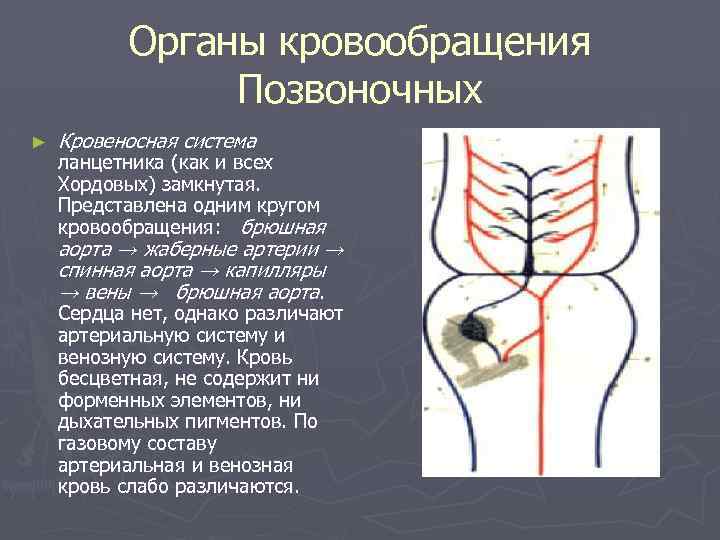 Органы кровообращения Позвоночных ► Кровеносная система ланцетника (как и всех Хордовых) замкнутая. Представлена одним