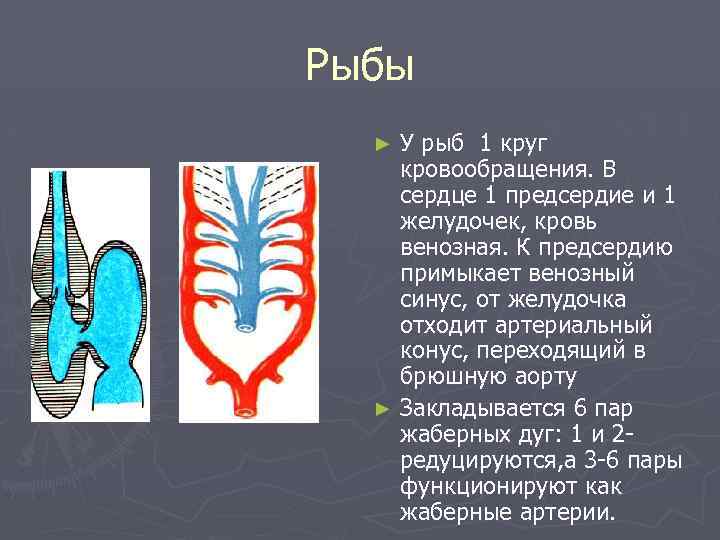 1 круг кровообращения. Круг кровообращения у рыб. Рыбы сердце круги кровообращения. У взрослых рыб функционирует пар жаберных артерий. Венозная кровь у рыб.