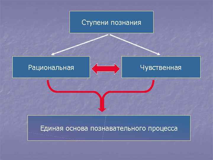 Ступени познания Рациональная Чувственная Единая основа познавательного процесса 