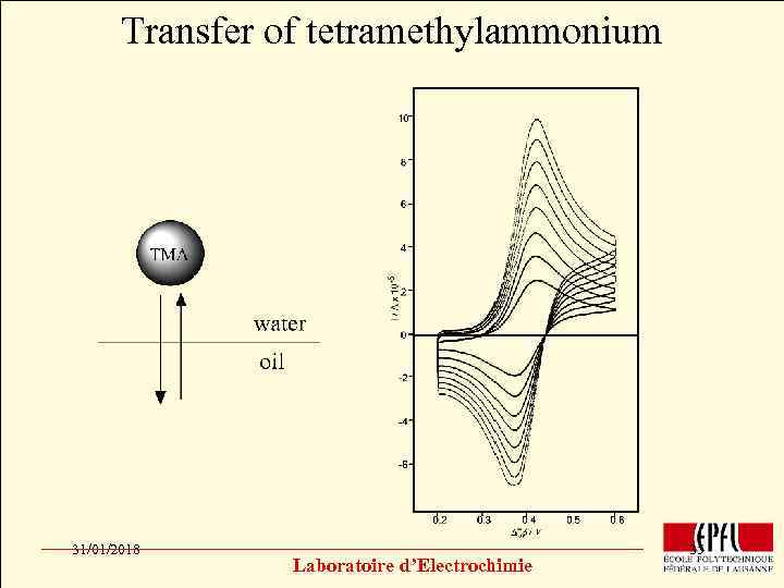 Transfer of tetramethylammonium Click to edit Master title style • • • Click to