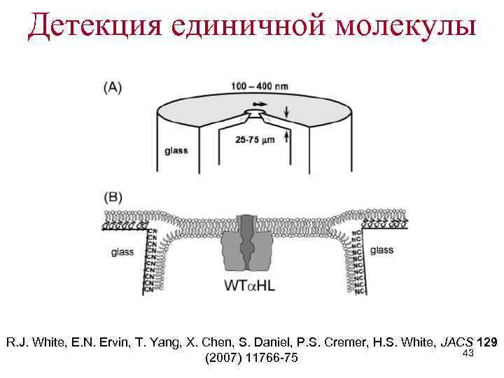 Детекция единичной молекулы R. J. White, E. N. Ervin, T. Yang, X. Chen, S.