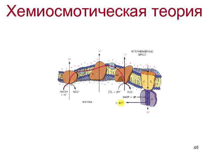 Хемиосмотическая теория 46 