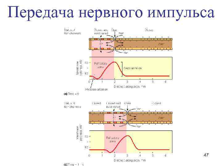Передача нервного импульса 47 