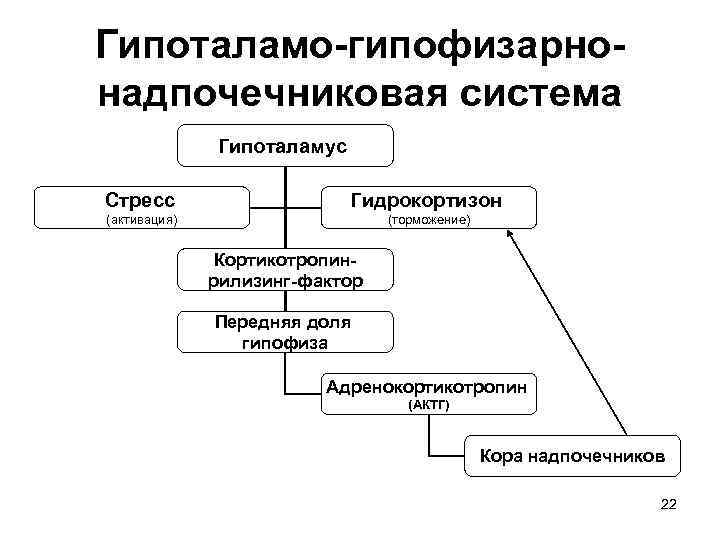 Гипоталамо-гипофизарнонадпочечниковая система Гипоталамус Стресс Гидрокортизон (активация) (торможение) Кортикотропинрилизинг-фактор Передняя доля гипофиза Адренокортикотропин (АКТГ) Кора
