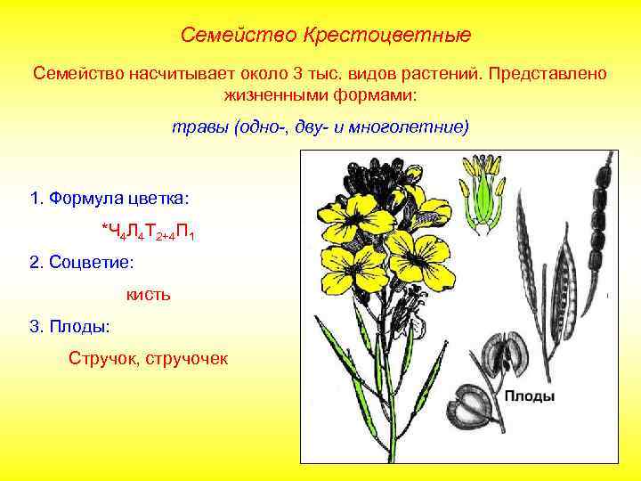 Семейство Крестоцветные Семейство насчитывает около 3 тыс. видов растений. Представлено жизненными формами: травы (одно-,
