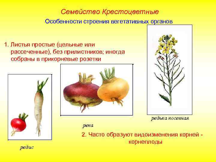 Семейство Крестоцветные Особенности строения вегетативных органов 1. Листья простые (цельные или рассеченные), без прилистников;