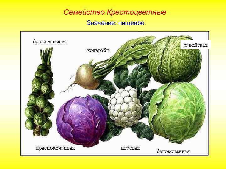 Семейство Крестоцветные Значение: пищевое брюссельская савойская кольраби краснокочанная цветная белокочанная 
