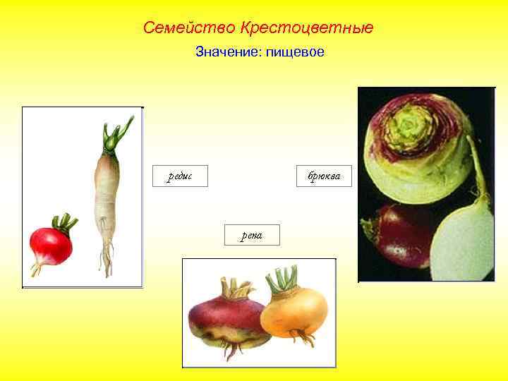 Семейство Крестоцветные Значение: пищевое редис брюква репа 