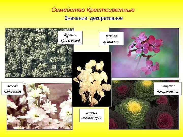 Семейство Крестоцветные Значение: декоративное бурачек приморский ночная красавица левкой гибридный капуста декоративная лунник оживающий