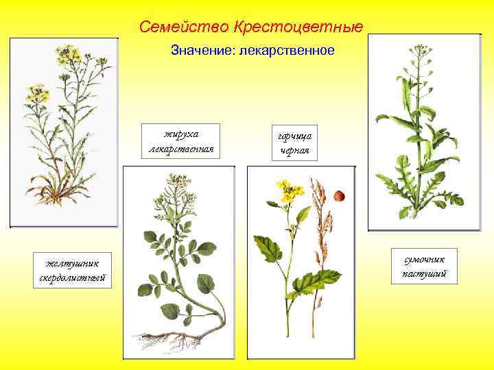 Семейство Крестоцветные Значение: лекарственное жируха лекарственная желтушник скердолистный горчица черная сумочник пастуший 