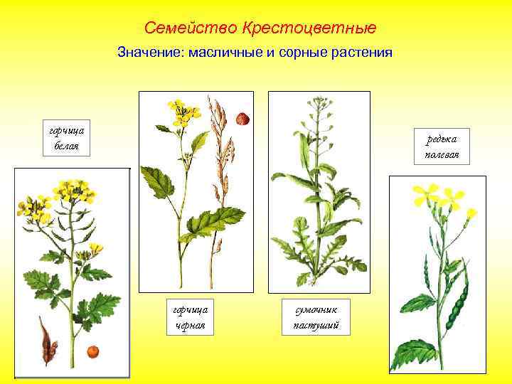 Семейство Крестоцветные Значение: масличные и сорные растения горчица белая редька полевая горчица черная сумочник