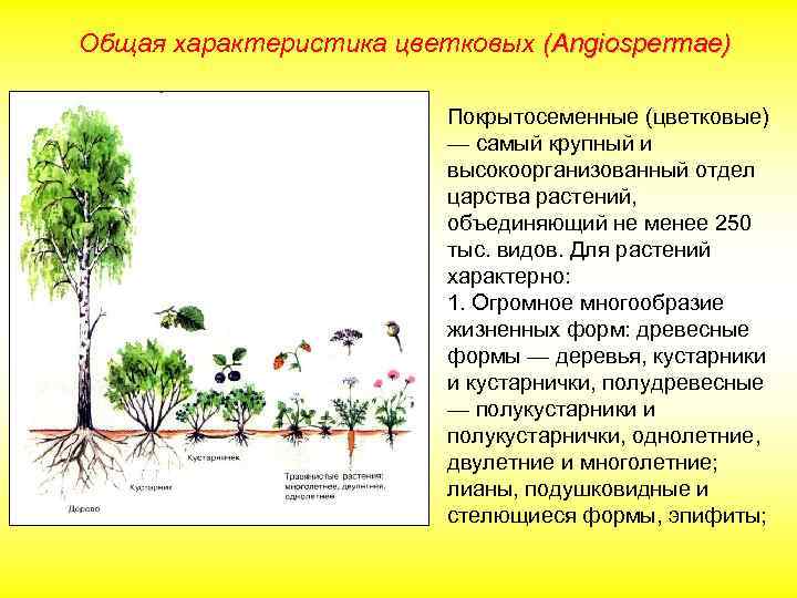 Общая характеристика цветковых (Angiospermae) Покрытосеменные (цветковые) — самый крупный и высокоорганизованный отдел царства растений,