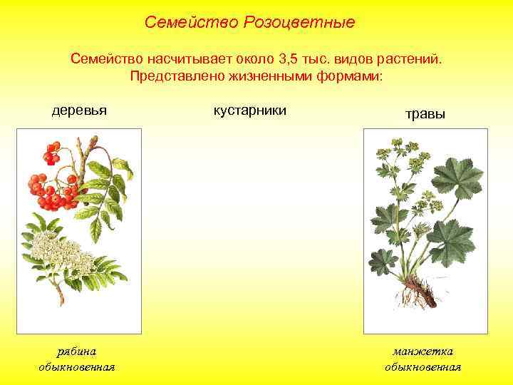 Особенности листа розоцветных растений. Семейства покрытосеменных растений Розоцветные. Двудольные Розоцветные растения. Класс розоцветных растений. Размножение розоцветных растений.