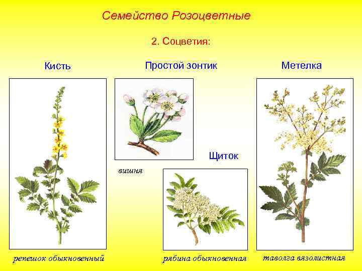 Семейство Розоцветные 2. Соцветия: Простой зонтик Кисть Метелка Щиток вишня репешок обыкновенный рябина обыкновенная