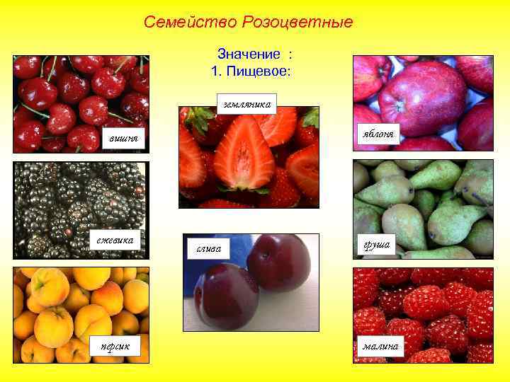Семейство Розоцветные Значение : 1. Пищевое: земляника яблоня вишня ежевика персик слива груша малина
