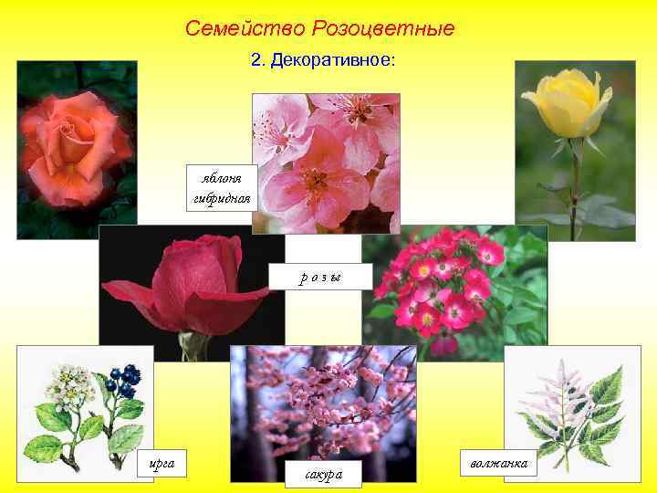 Семейство Розоцветные 2. Декоративное: яблоня гибридная розы ирга сакура волжанка 