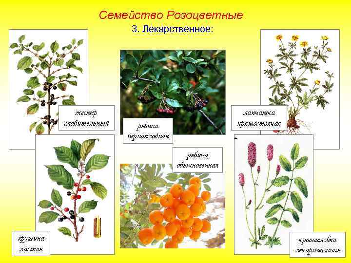 Семейство Розоцветные 3. Лекарственное: жестер слабительный лапчатка прямостоячая рябина черноплодная рябина обыкновенная крушина ломкая