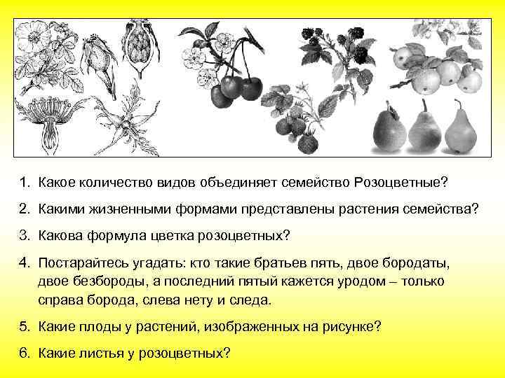 1. Какое количество видов объединяет семейство Розоцветные? 2. Какими жизненными формами представлены растения семейства?
