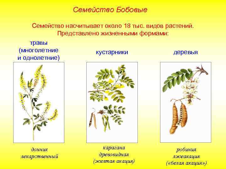 Семейство Бобовые Семейство насчитывает около 18 тыс. видов растений. Представлено жизненными формами: травы (многолетние