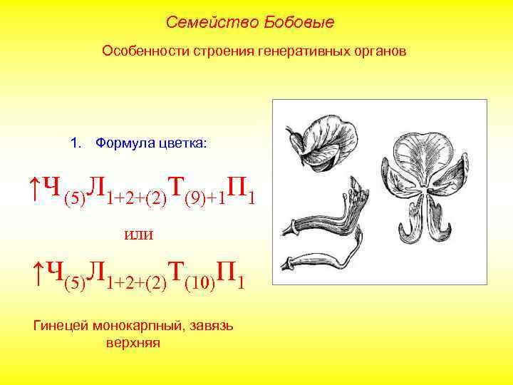 Схема цветка бобовых