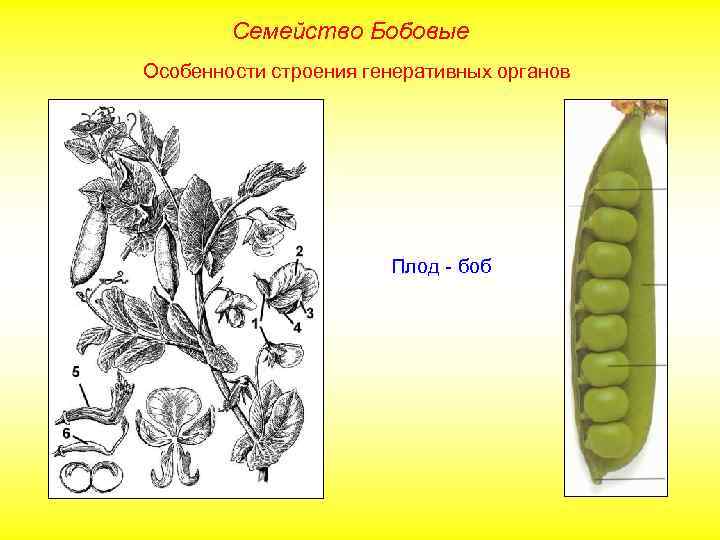 Семейство Бобовые Особенности строения генеративных органов Плод - боб 