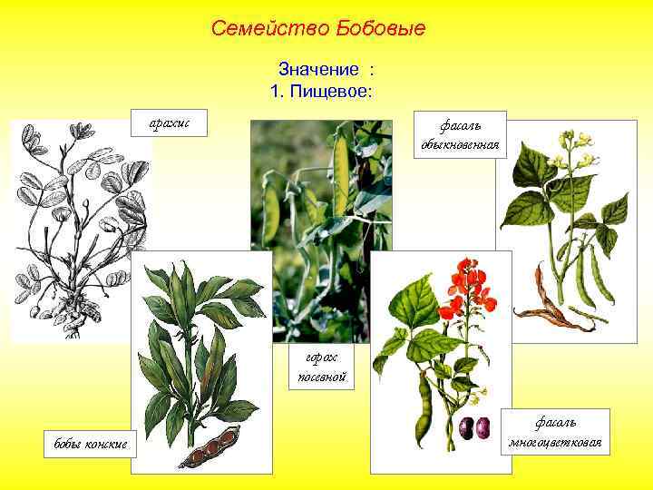 Семейство Бобовые Значение : 1. Пищевое: арахис фасоль обыкновенная горох посевной бобы конские фасоль