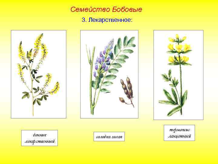 Семейство Бобовые 3. Лекарственное: донник лекарственный солодка голая термопсис ланцетный 