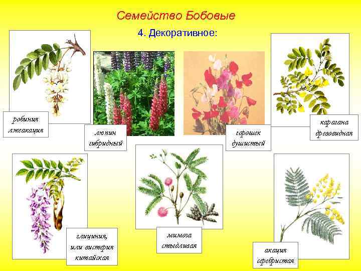 Семейство Бобовые 4. Декоративное: робиния лжеакация люпин гибридный глициния, или вистерия китайская горошек душистый